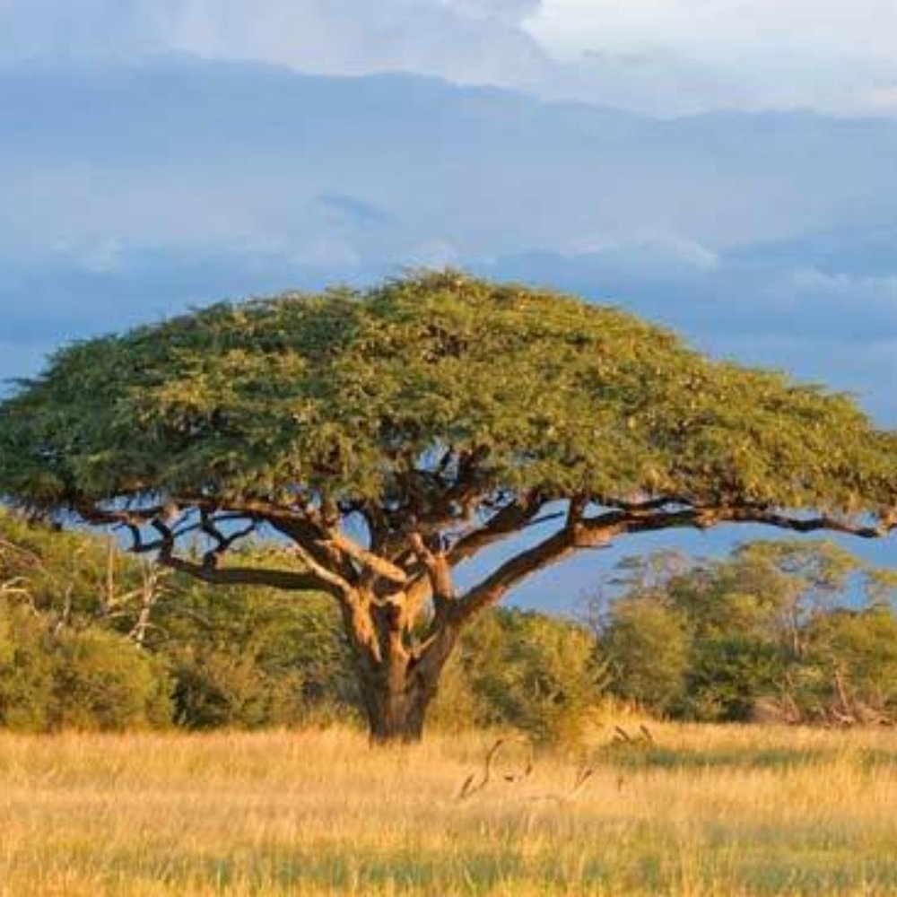 50 acacia senegal seeds